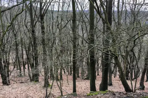 Am Falkenberg